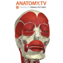 Text reading "Anatomy.TV, powered by primal pictures" and a modeled human skull with muscles, as can be viewed using Anatomy.TV.